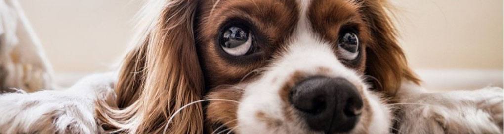 éducation canine - comportementaliste canin à domicile en corse