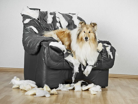 éducation canine - comportementaliste canin à domicile en corse