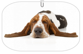 éducation canine - comportementaliste canin à domicile en corse