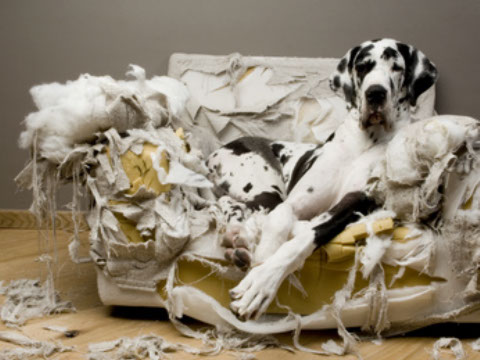 éducation canine - comportementaliste canin à domicile en corse