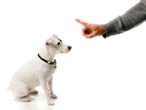 éducation canine - comportementaliste canin à domicile en corse