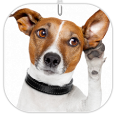 éducation canine - comportementaliste canin à domicile en corse