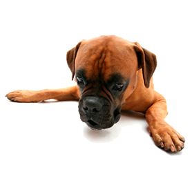 éducation canine - comportementaliste canin à domicile en corse