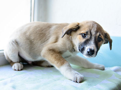 éducation canine - comportementaliste canin à domicile en corse