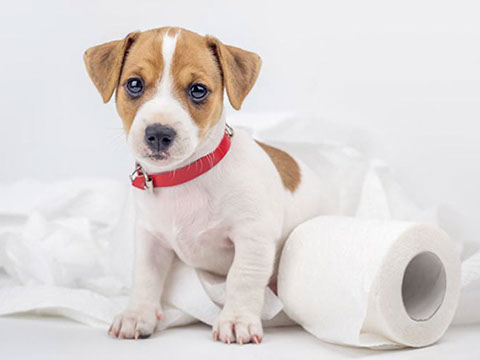 éducation canine - comportementaliste canin à domicile en corse